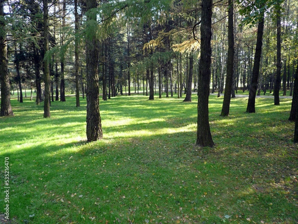Obraz coniferous forest