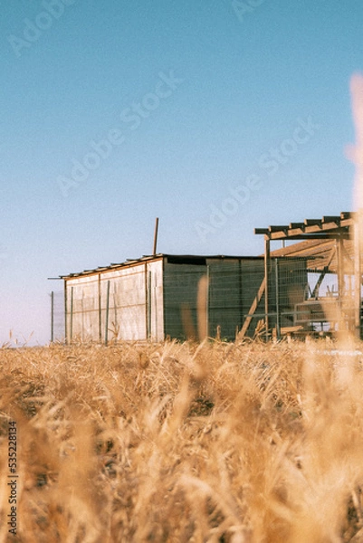 Obraz abandoned building and dry grass