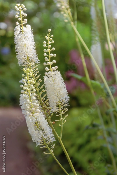 Fototapeta Lush inflorescences of Cymicifuga racemose on the background of garden greenery