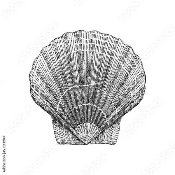 Obraz Scallop vector sketch. Drawn illustration of shell