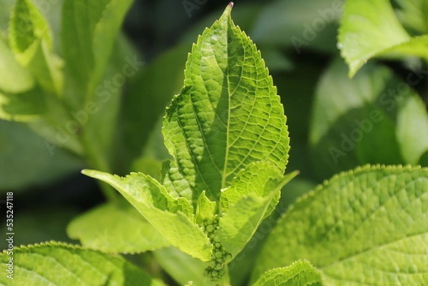 Fototapeta 陽の当たる葉