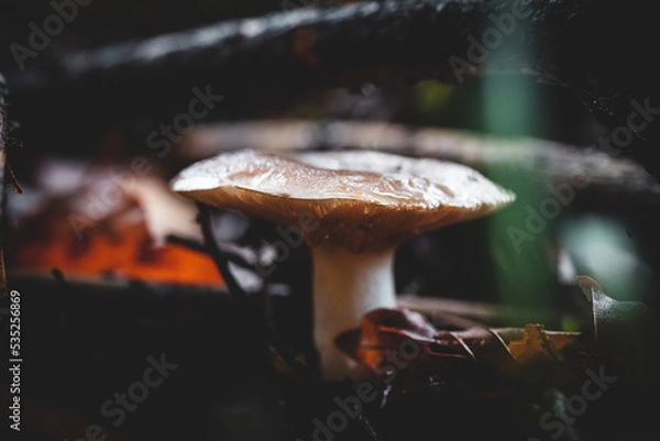 Fototapeta mushroom in the forest