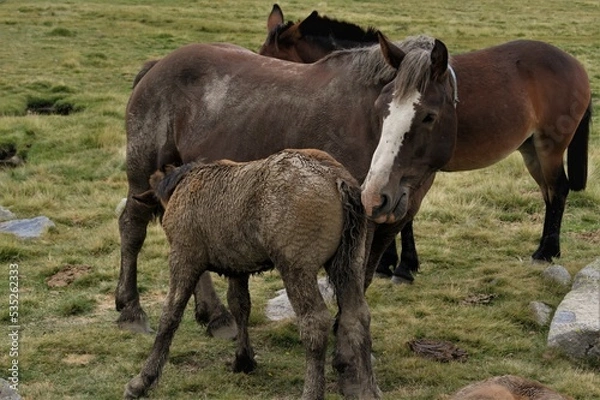 Fototapeta Horse rearing with its mother in a green field
