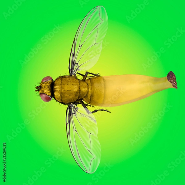 Obraz Bananafly construction