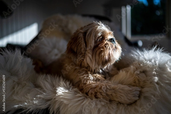 Obraz Small dog looking out