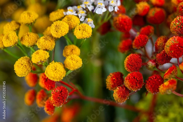 Fototapeta Dried flower arrangement, plenty of flower kinds and colours. Studio photo taken with flash light
