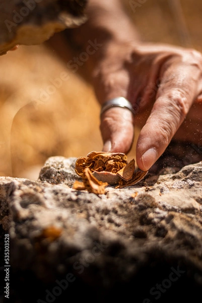 Obraz Man's hands in the field hitting an almond with a stone to open it.