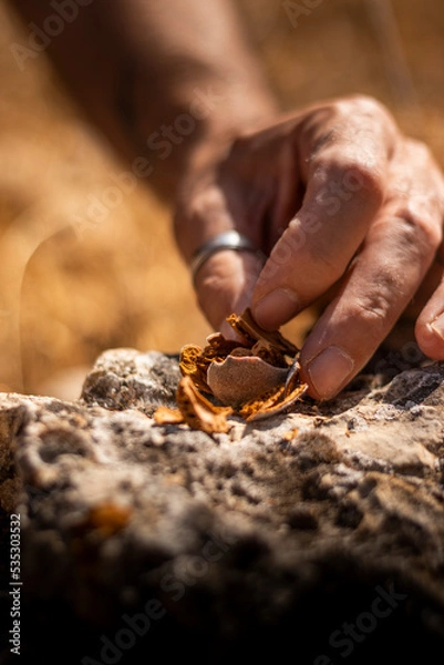 Fototapeta Man's hands in the field hitting an almond with a stone to open it.