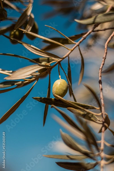 Fototapeta Olive tree ripening in autumn.