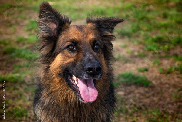Obraz German shepherd during training, just sitting