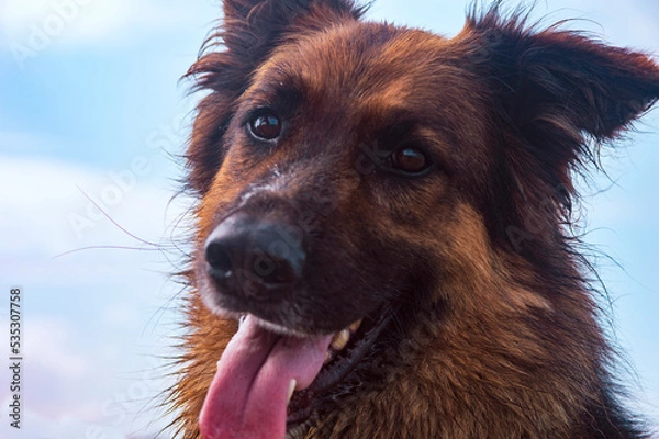 Obraz German shepherd portrait, one ear hanging down, close up