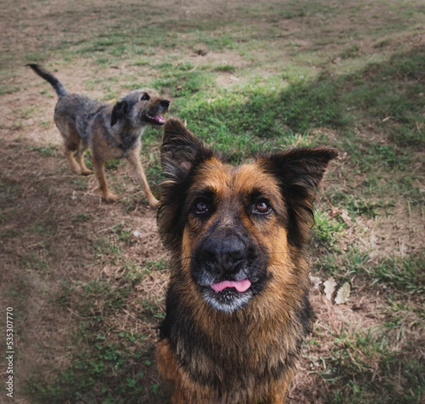 Obraz German shepherd sitting and waiting for snacks, another dog playing in the back