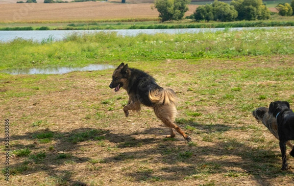 Obraz German shepherd dog playing and jumping