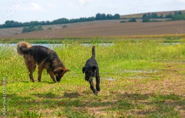 Obraz German shepherd dog playing with a black terrier