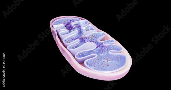 Obraz Mitochondria, cellular organelles, produce energy, Cell energy and Cellular respiration, DNA, 3D rendering