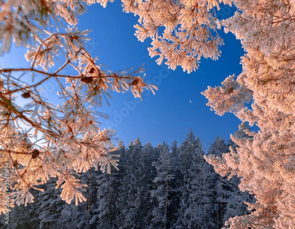 Obraz snow covered tree