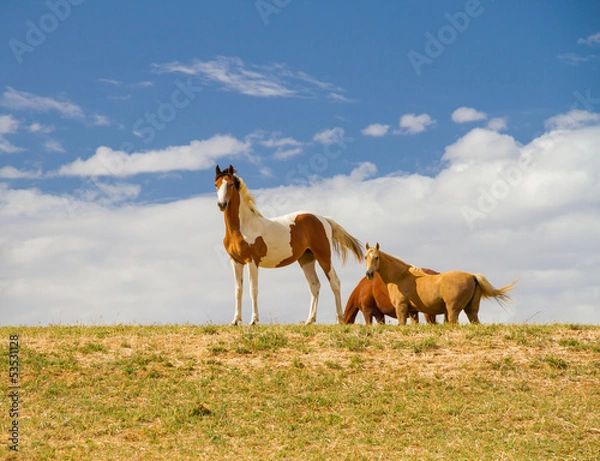 Obraz Pinto horses