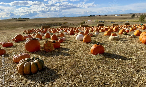 Obraz Colorado farm with pumpkin patch