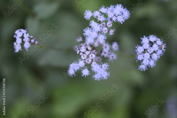Fototapeta flowers in the field