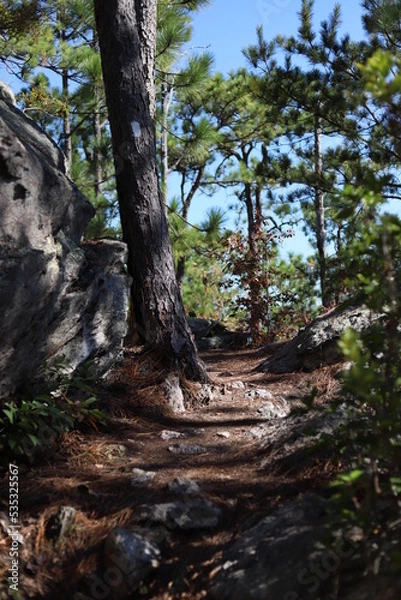 Obraz tree in the woods