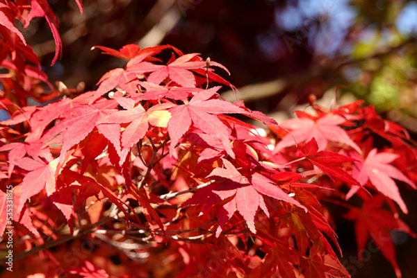 Fototapeta 紅葉の風景２