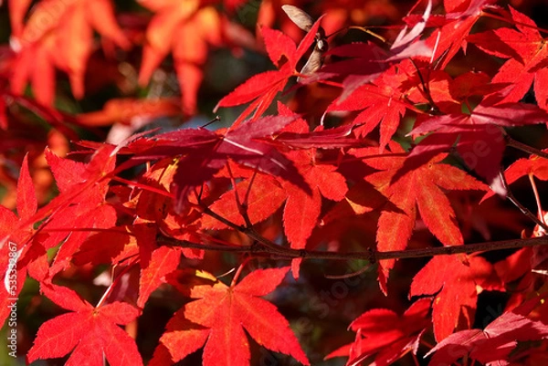 Fototapeta 紅葉の風景１