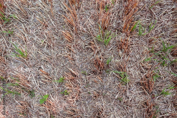 Obraz grass on the ground