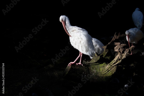 Obraz White Biases sunbathing 