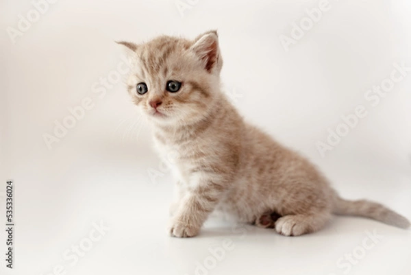 Fototapeta A breed British kitten is posing on a white background