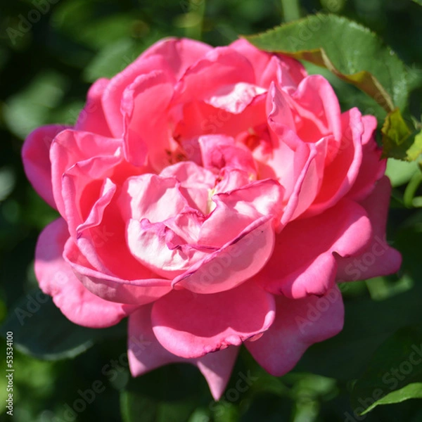 Fototapeta Pink rose