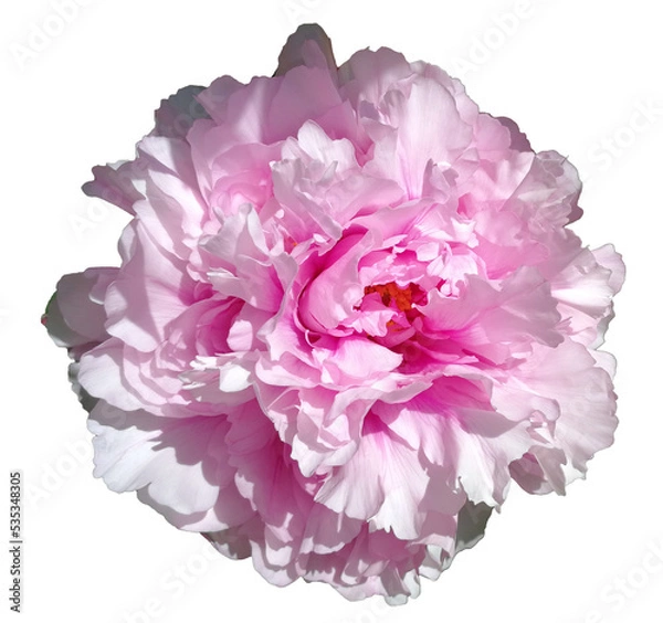 Obraz Background with pink peony flower