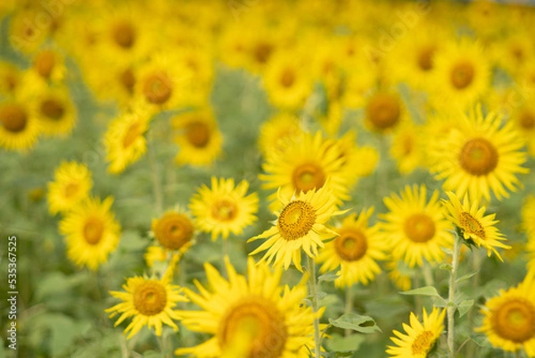 Fototapeta ひまわり