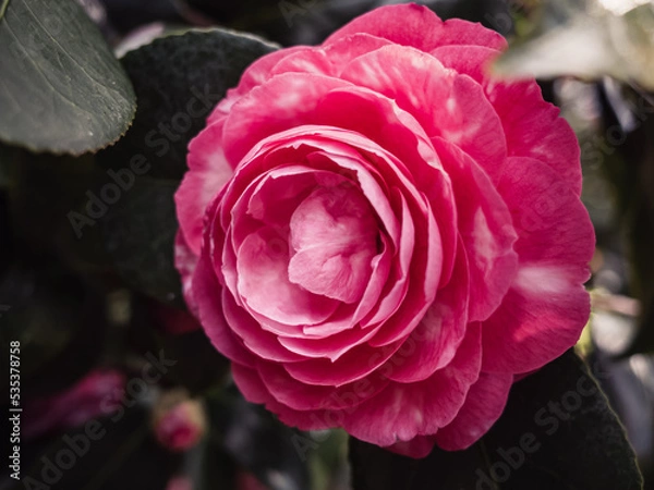 Obraz Camellia flower