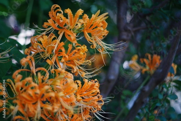 Obraz オレンジの彼岸花