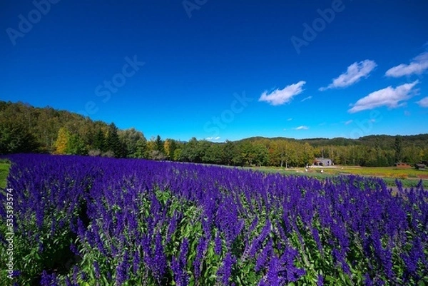 Fototapeta 美しいサルビアのお花畑