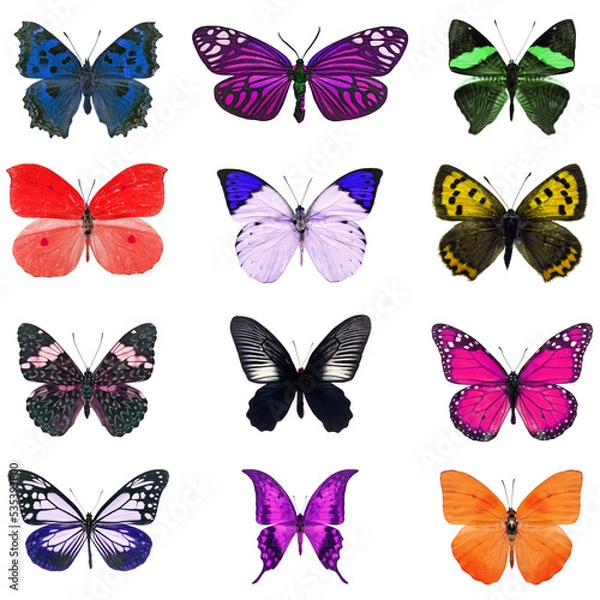 Obraz colorful butterfly isolated