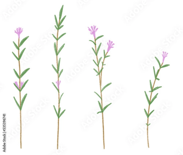 Fototapeta Watercolor thyme isolated illustration on white background. Floral hand draw illustration for design. Wildflower thyme flower in a watercolor style. Aquarelle wild flower for wrapping paper