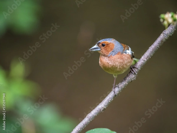 Fototapeta Common chaffinch, Fringilla coelebs, sits on a branch in spring on green background. Common chaffinch in wildlife.