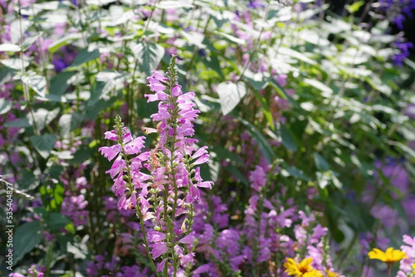 Fototapeta 花壇の花