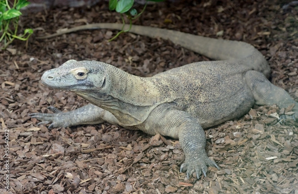 Obraz Komodo dragon reptile