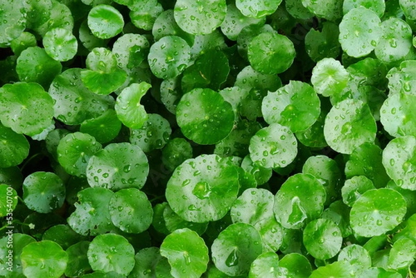 Fototapeta Centella asiatica