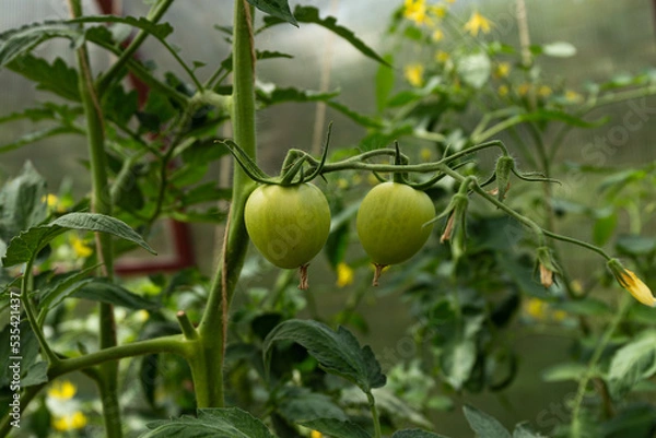 Fototapeta Green tomatoes grow on a branch. Harvest a tomato in the sun