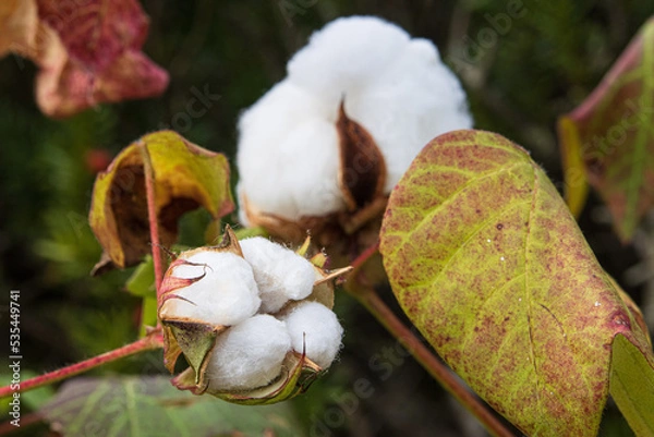 Obraz 白く開いた綿の実のアップ