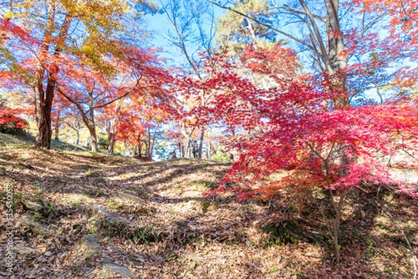 Fototapeta 月の石もみじ公園の紅葉