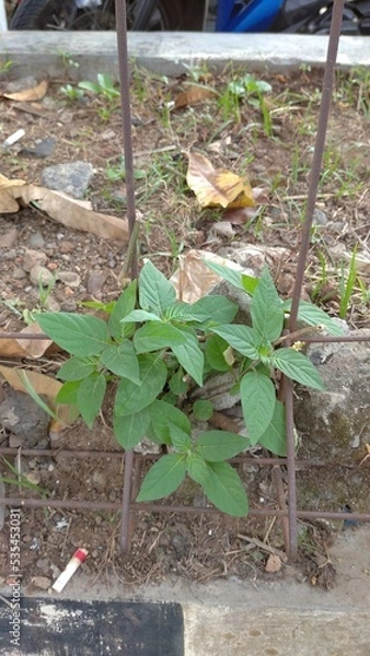 Fototapeta rake in the garden
