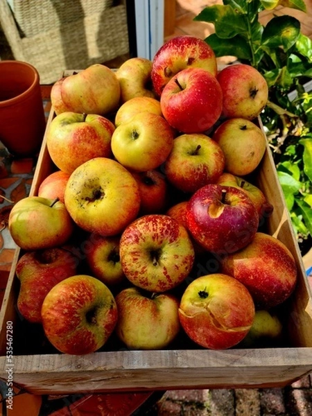 Obraz apples in a basket