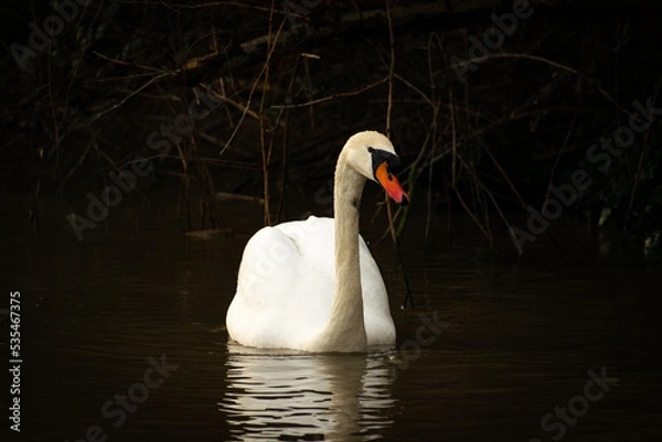 Obraz Cygne