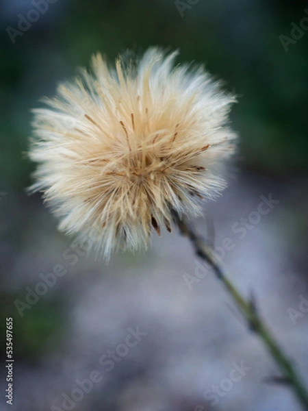 Obraz わたぼうし