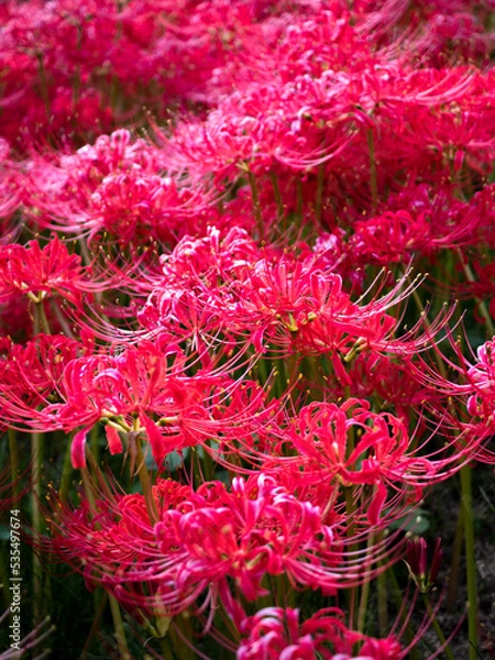 Obraz 彼岸花群生