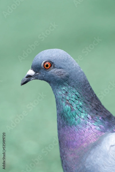 Obraz 浅川のカワラバト